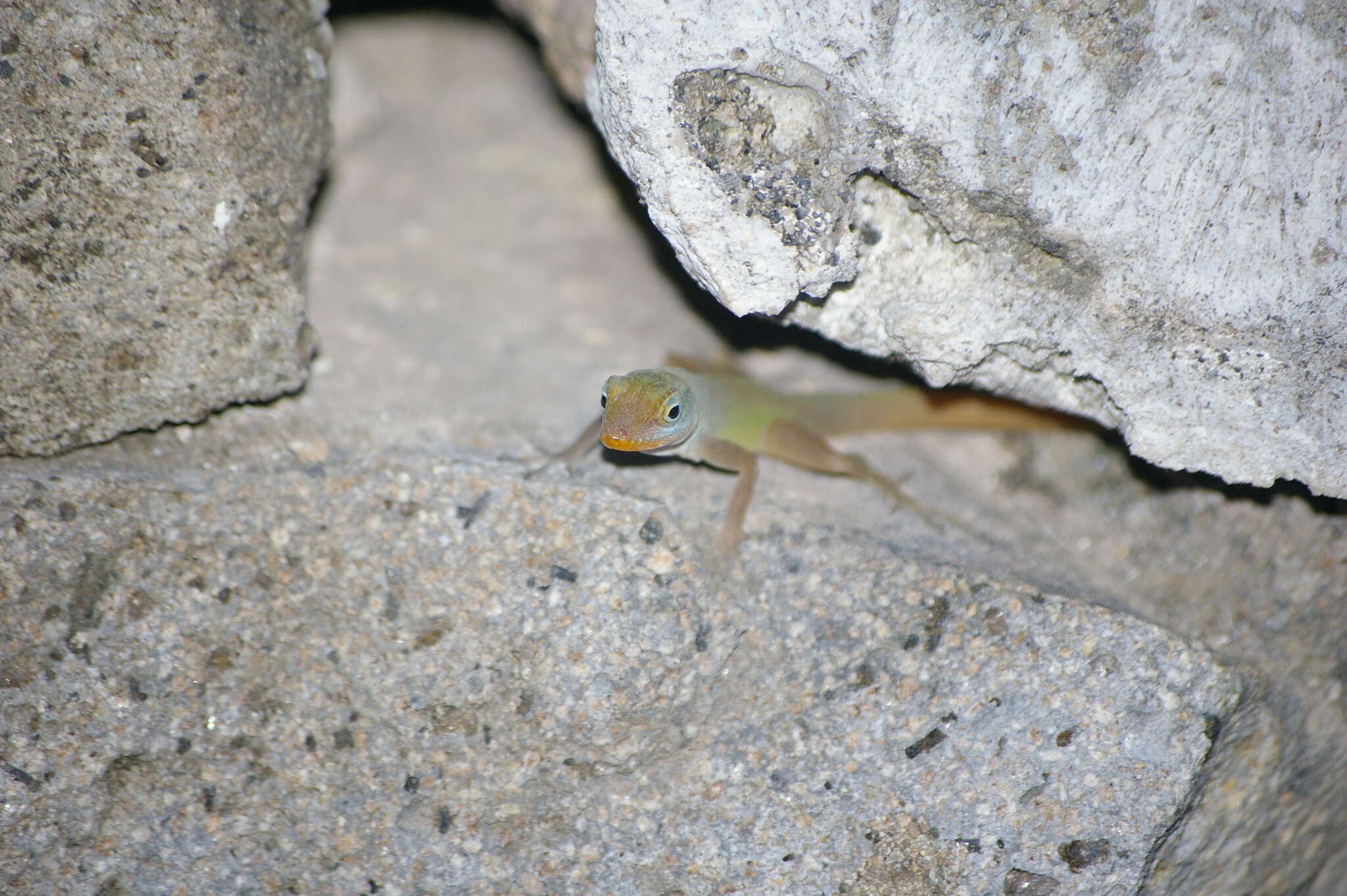 Anolis luciae Garman 1887的圖片