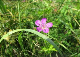 Imagem de Geranium palustre L.