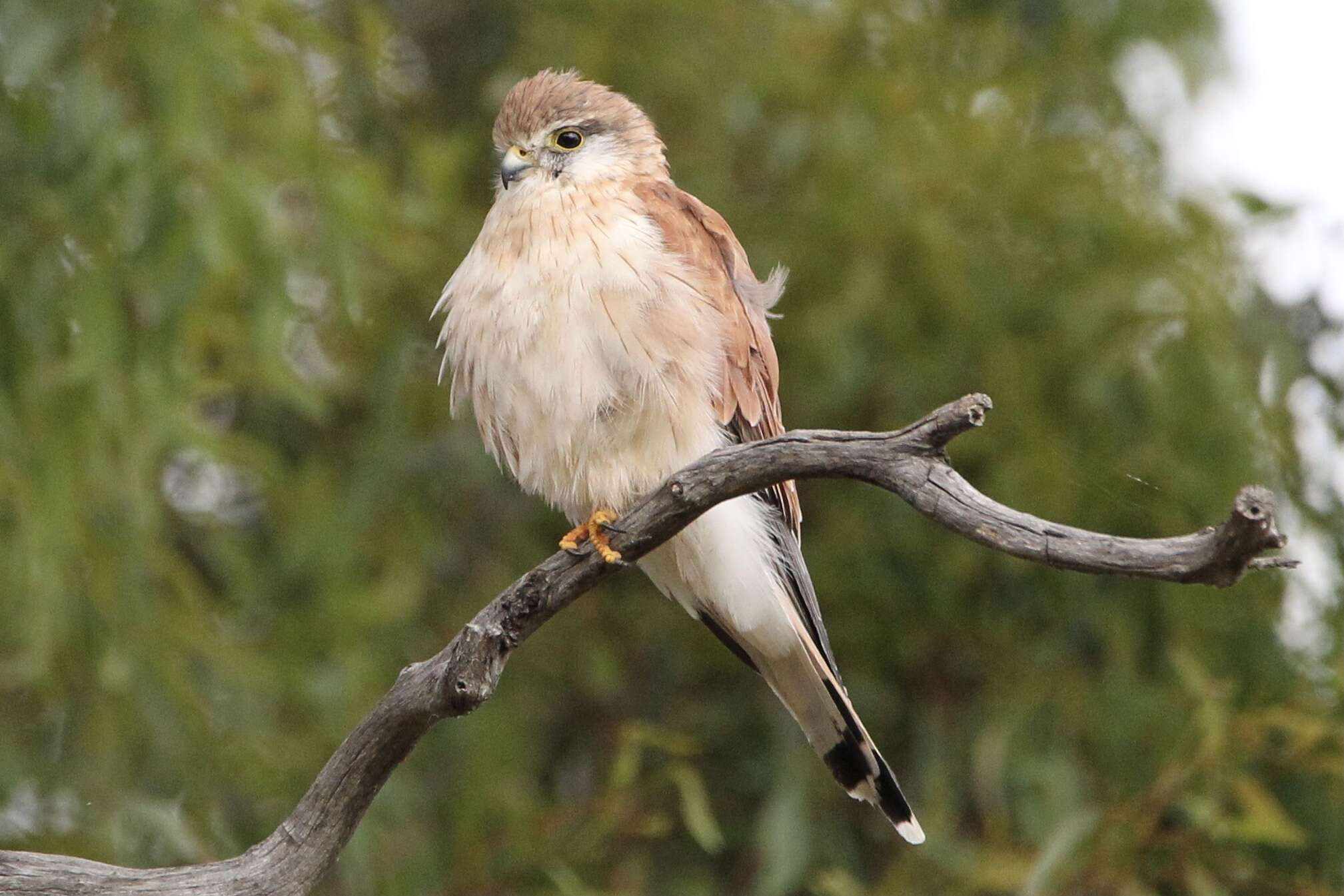 Image of Australian Kestrel