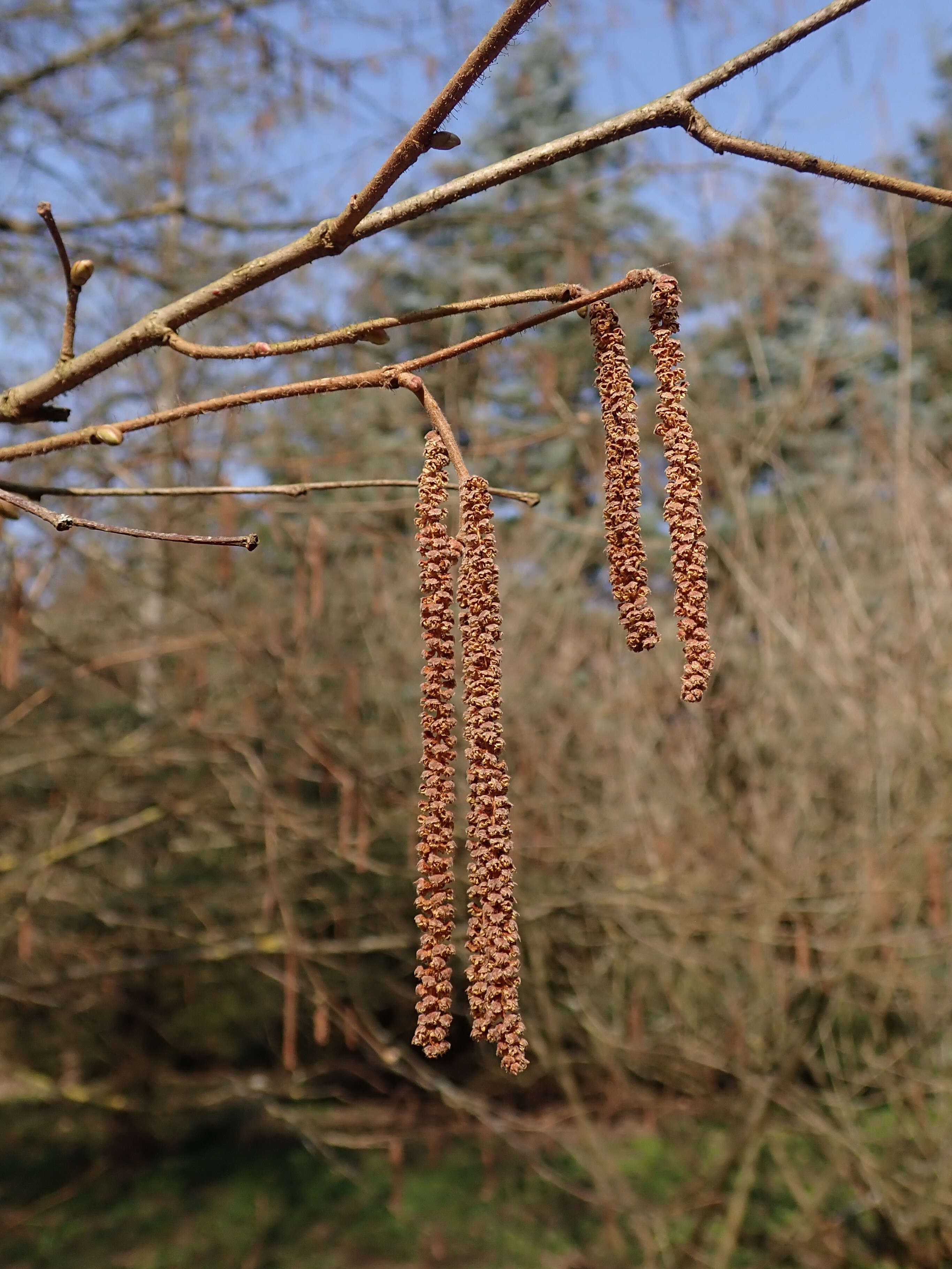 Image of American Hazel