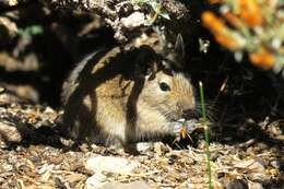 Image of degu