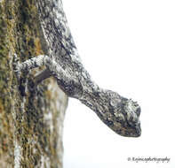 Image of Asian Gliding Lizard