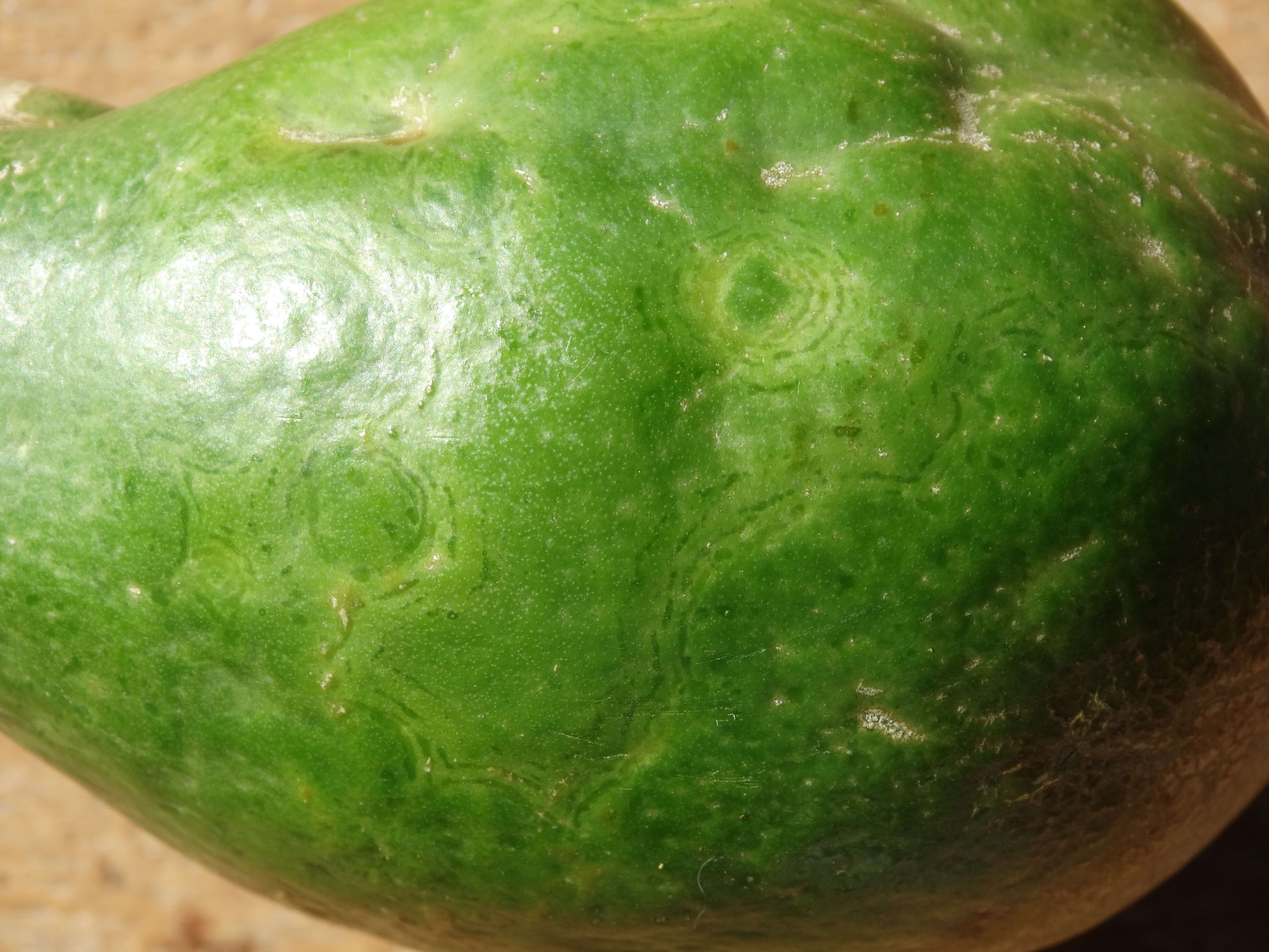 Sivun Papaya ringspot virus kuva