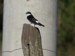 Image of White-rumped Swallow