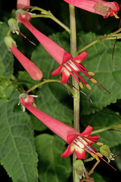 Image of Cape-fuchsia