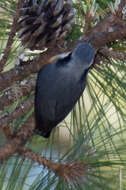 Image of White-browed Nuthatch