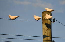 Image of Little Corella