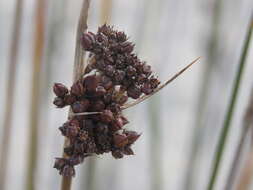 Image of spiny rush