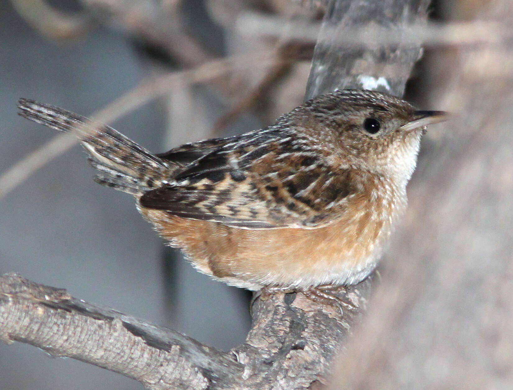 Image of Sedge Wren