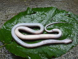 Image of Common Wolf Snake