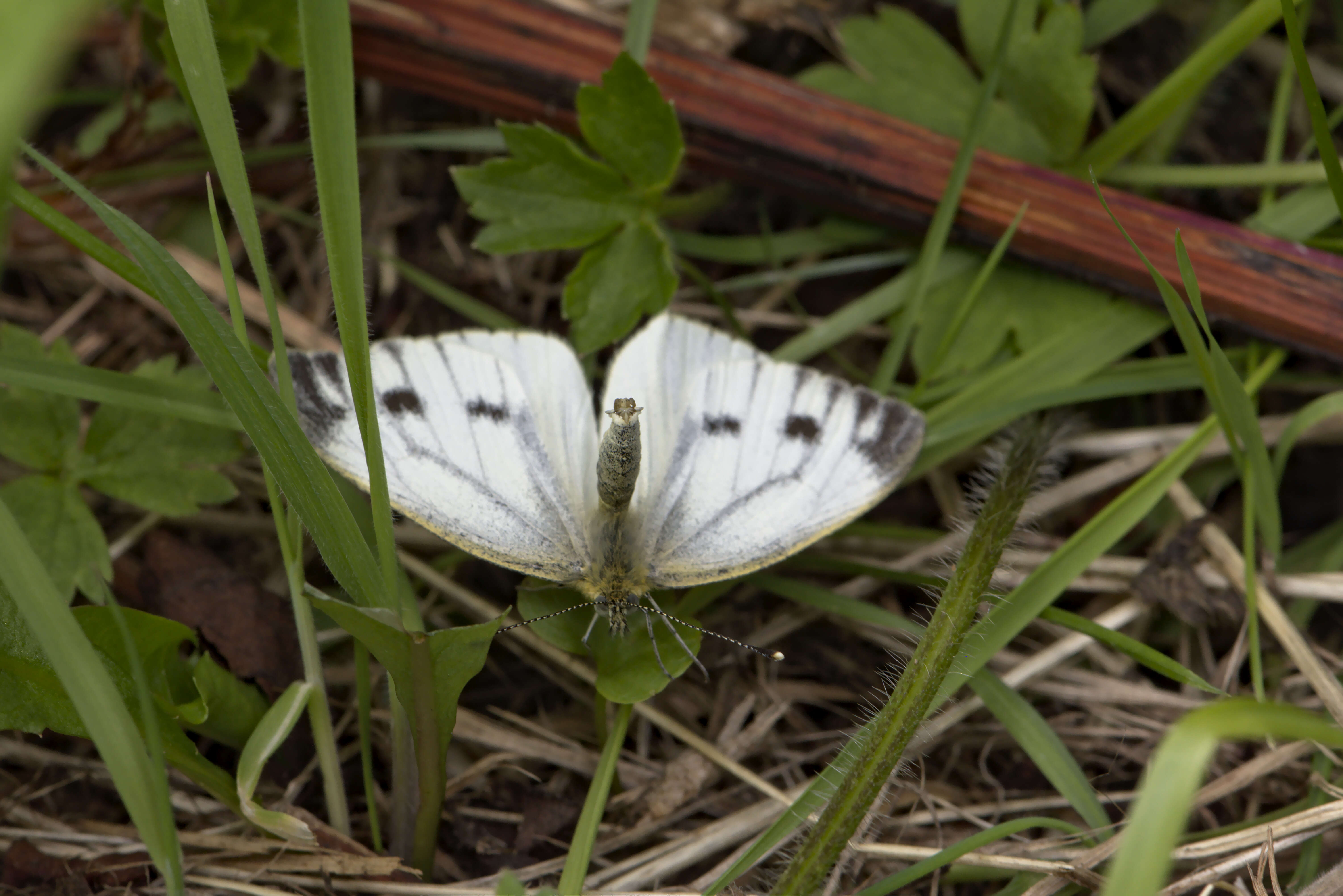 Image of small white