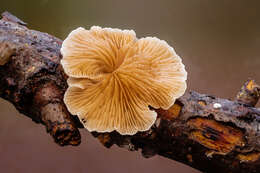 Image of Crepidotus variabilis (Pers.) P. Kumm. 1871