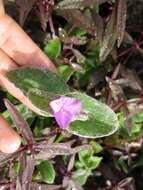 Image of Tradescantia sillamontana Matuda