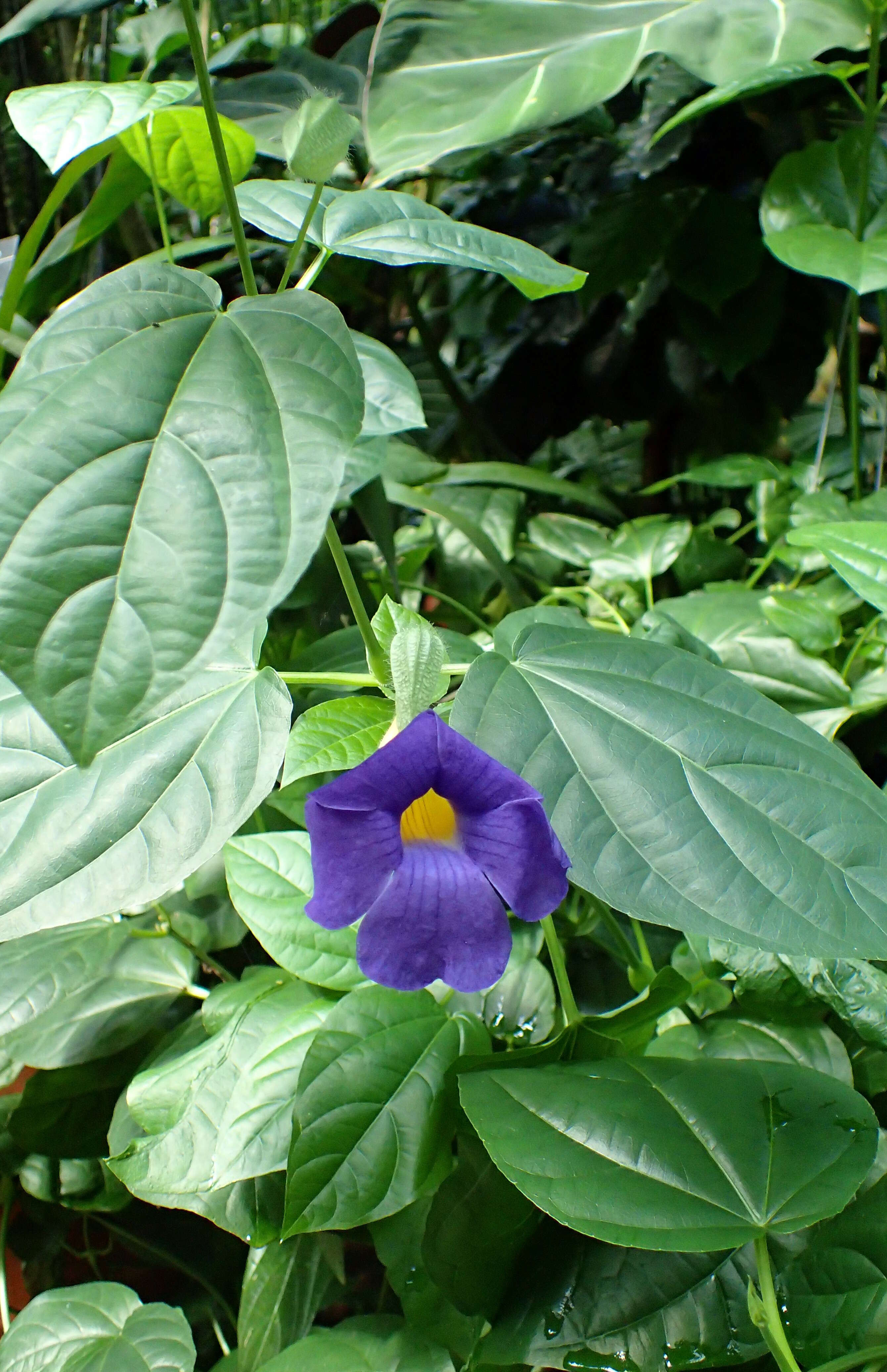 Image of Thunbergia battiscombei Turrill