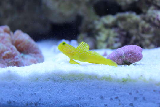 Image of Yellow prawn-goby