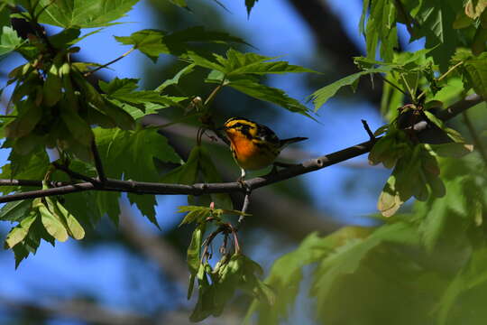 Image of Blackburnian Warbler