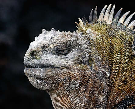 Image of marine iguana