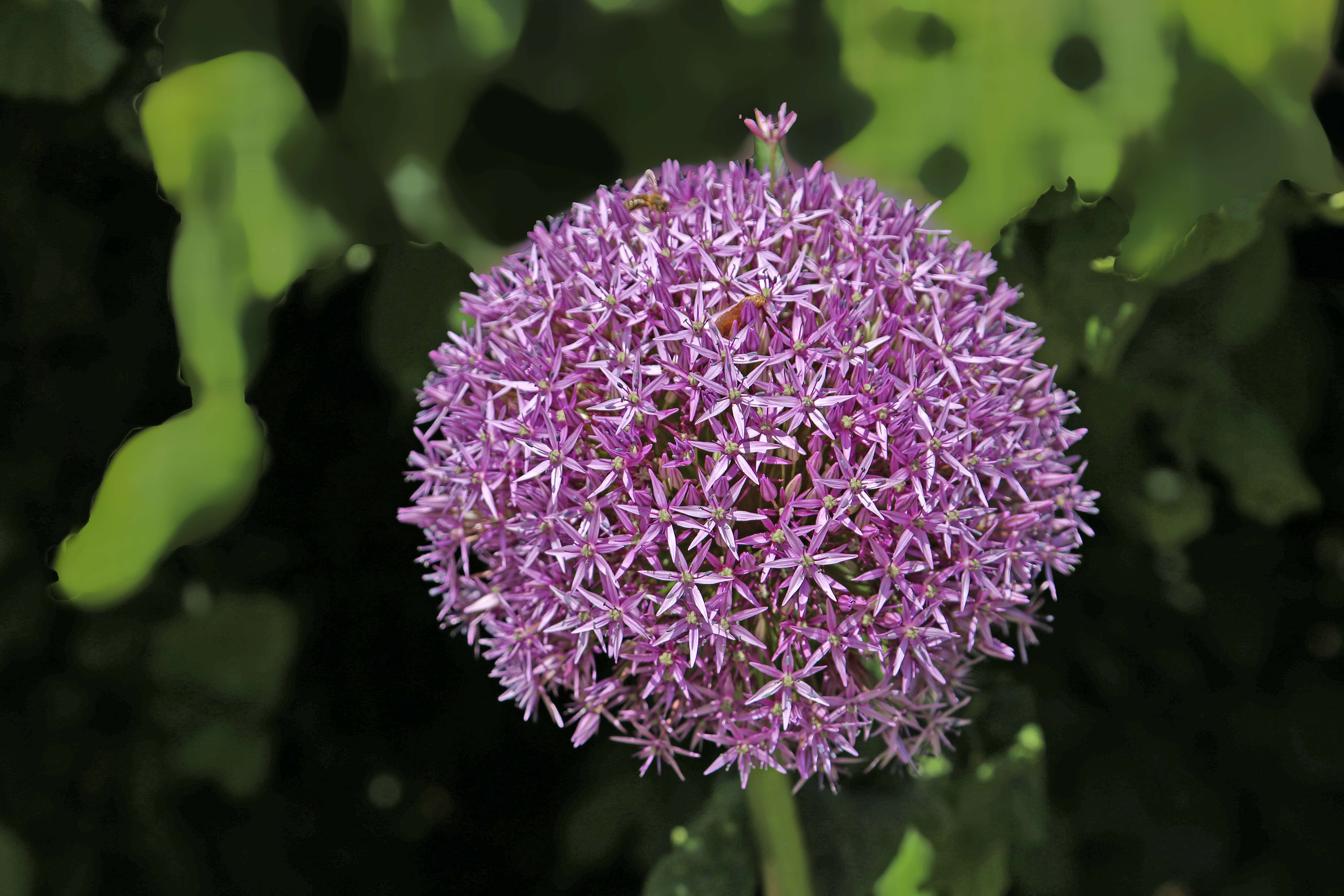 Image of black garlic