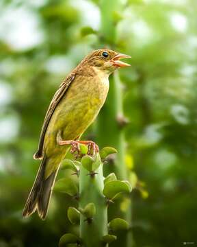 Image of Black-headed Bunting