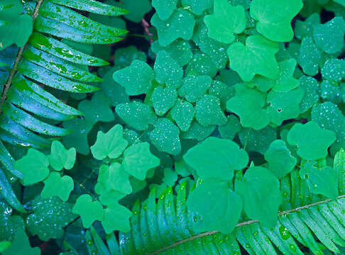 Image of western swordfern