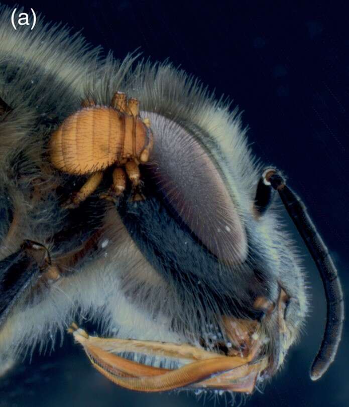 Image de Apis mellifera scutellata