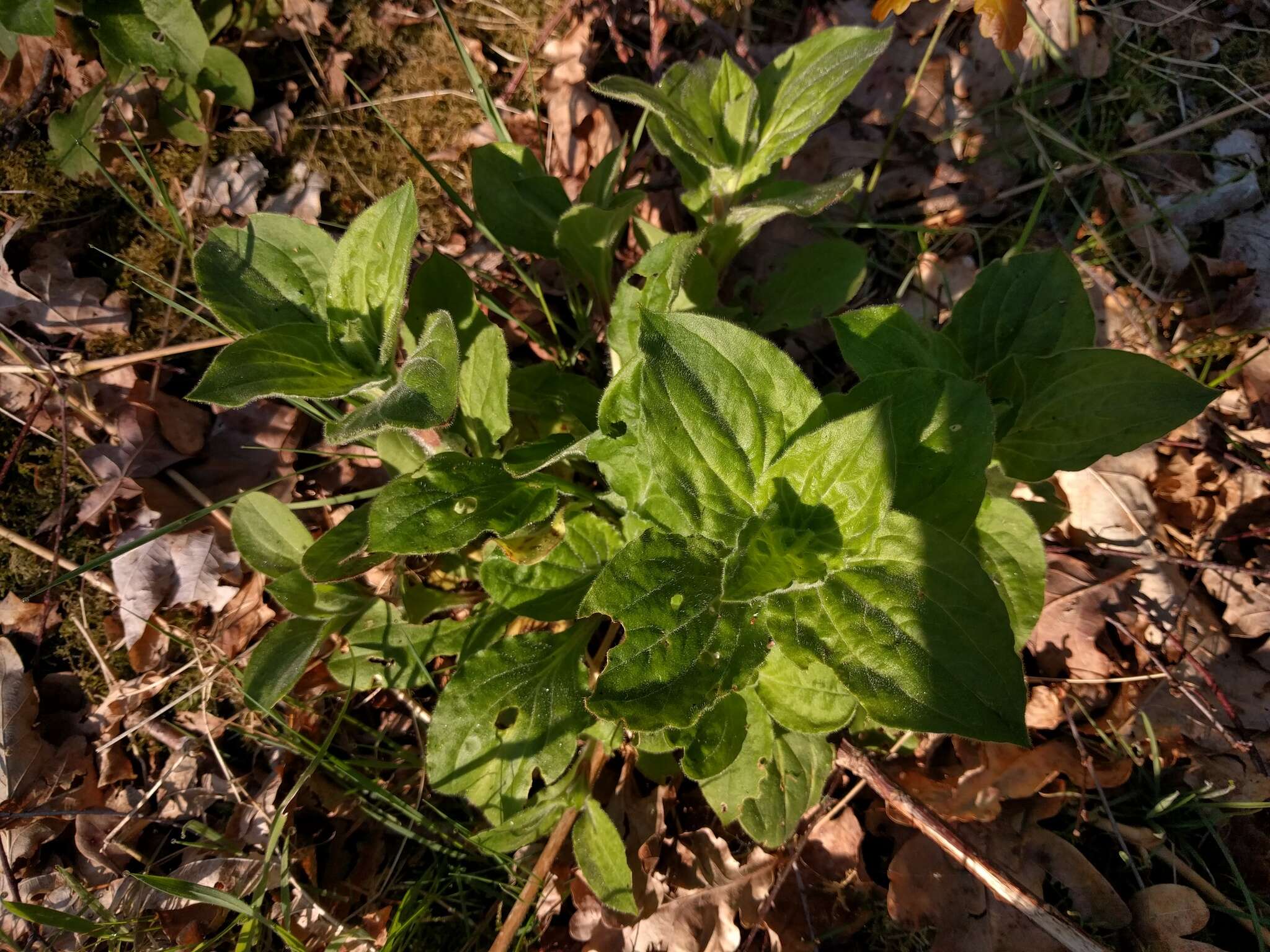 صورة Silene dioica (L.) Clairv.