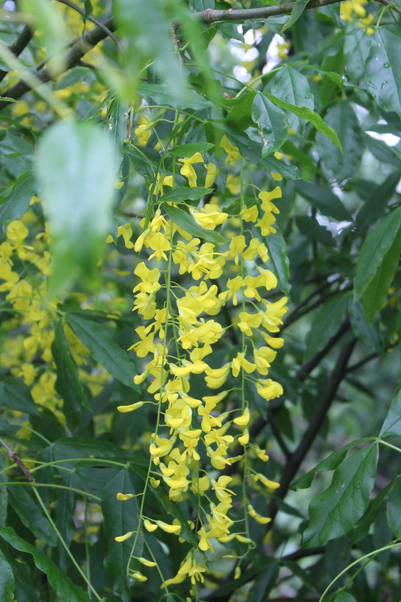 Image of Alpine Laburnum