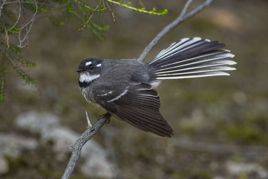 Image of Grey Fantail