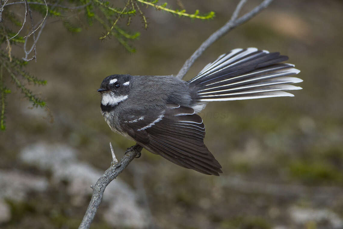 Image of Grey Fantail