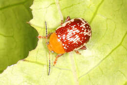 Image of Sumac Flea Beetle