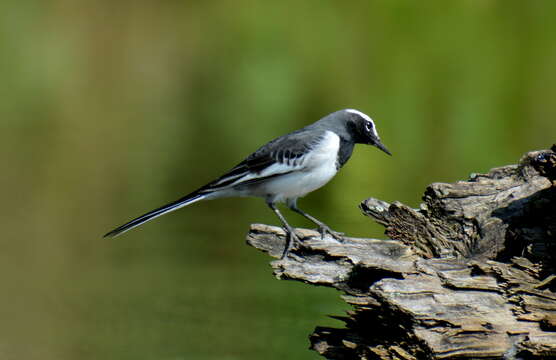 Image of White-browed Wagtail