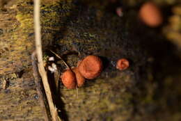 Image of Lycogala epidendrum