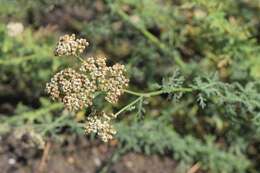 Sivun Achillea ligustica All. kuva