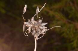 Image of field garlic