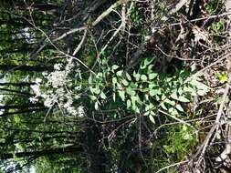 Imagem de Clematis recta L.