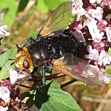 Image of giant tachinid fly