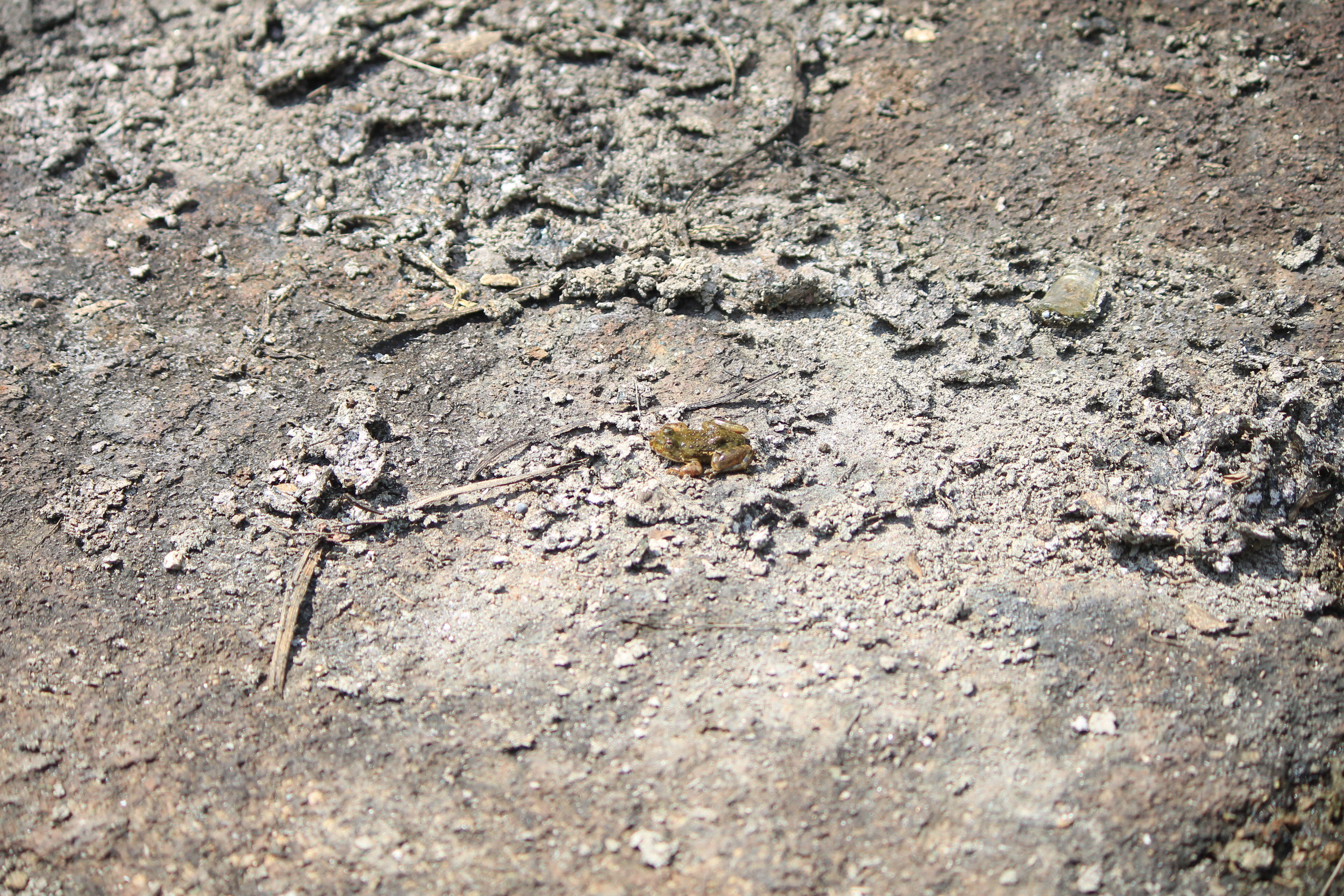 Image of Indian Skipper Frog