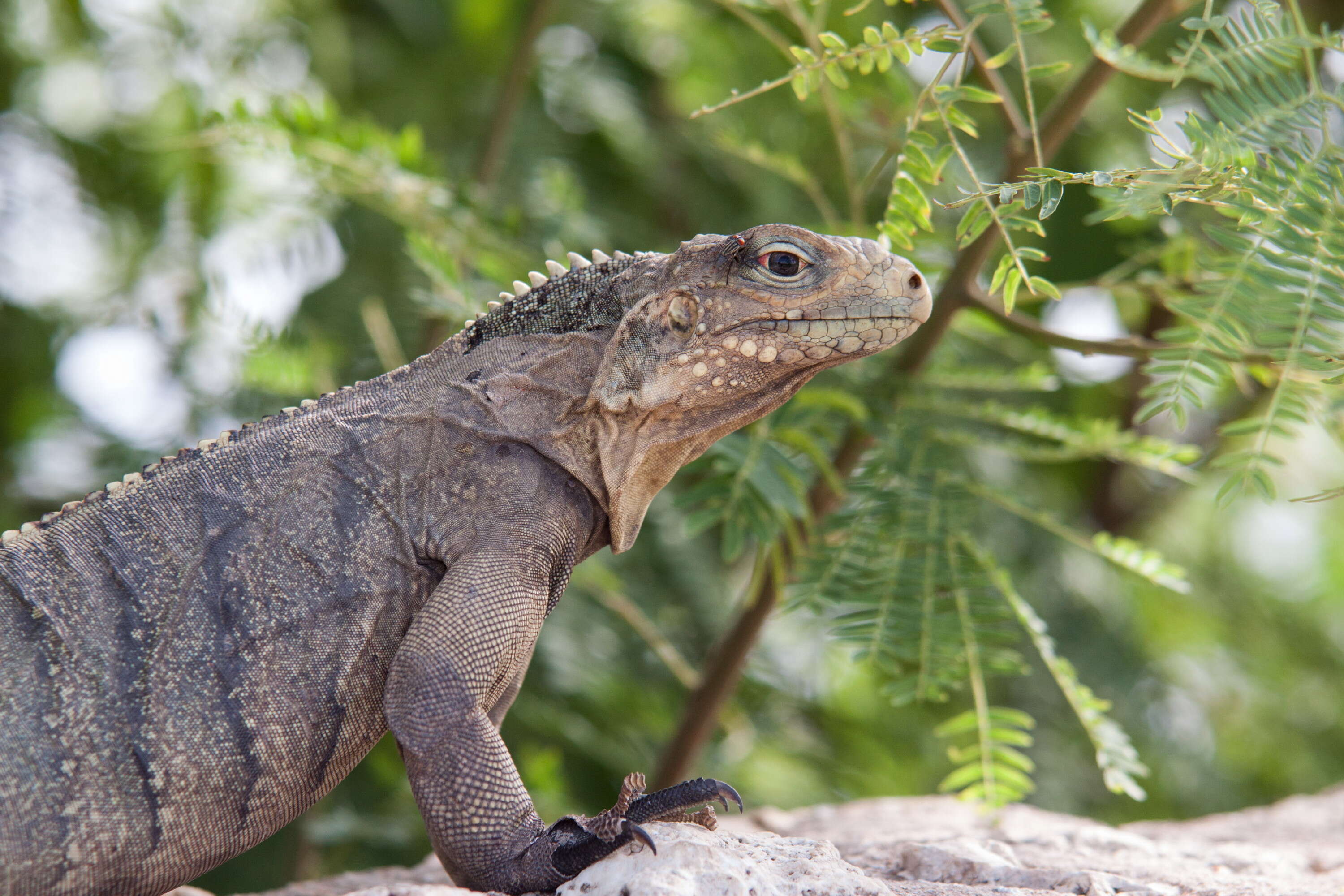 Image of Cayman Islands Ground Iguana