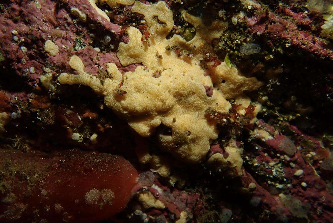 Image of Carpet sea squirt