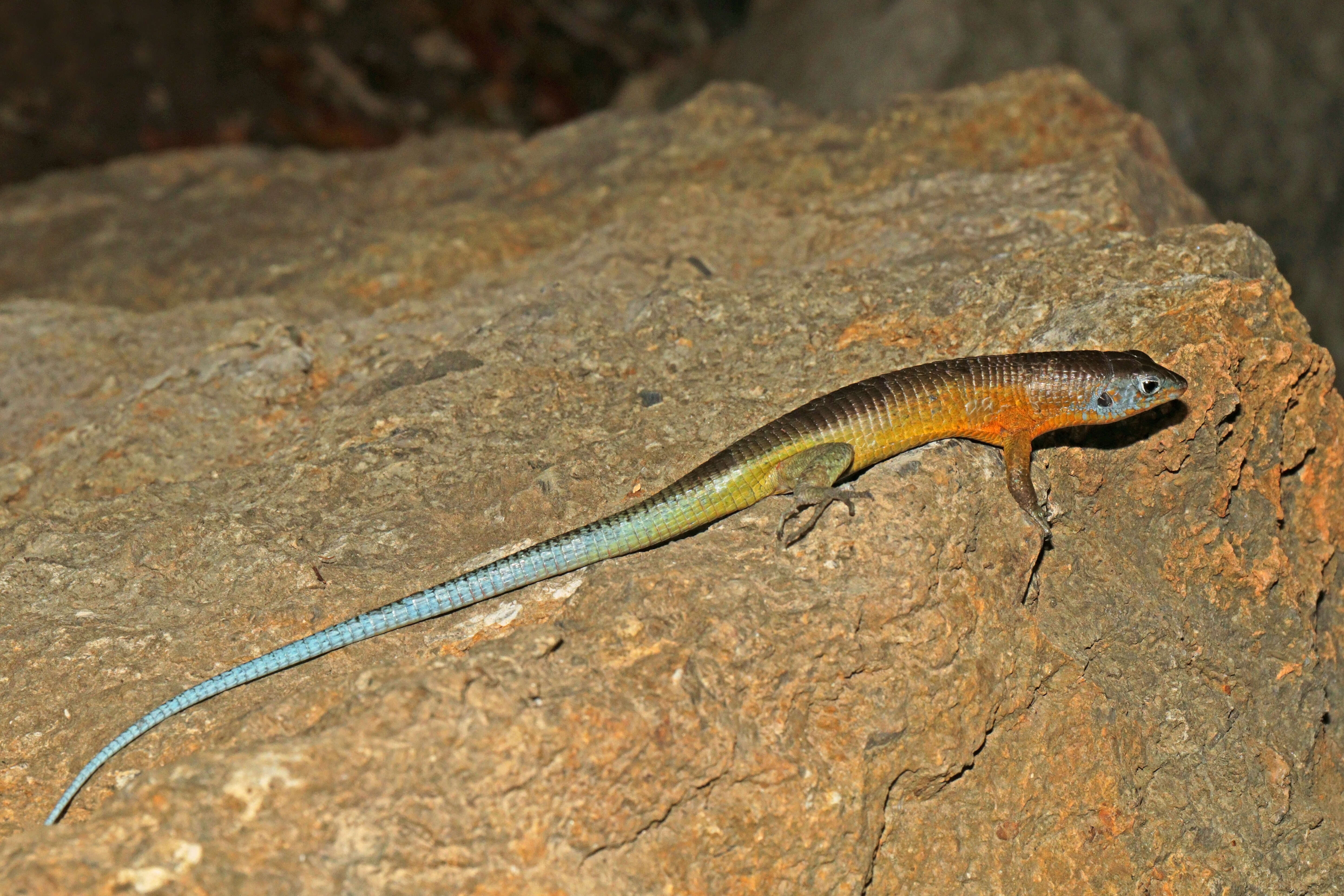 صورة Zonosaurus tsingy Raselimanana, Raxworthy & Nussbaum 2000