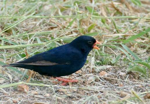 Image of Village Indigobird