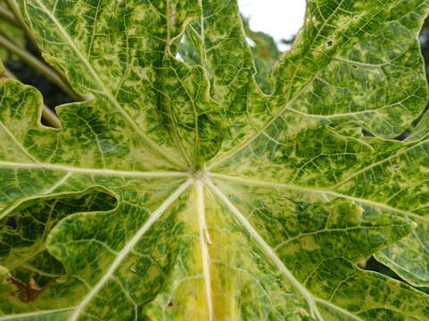 Image of Papaya ringspot virus