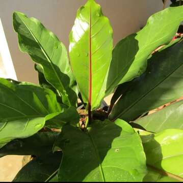 Image of Anthurium hookeri Kunth