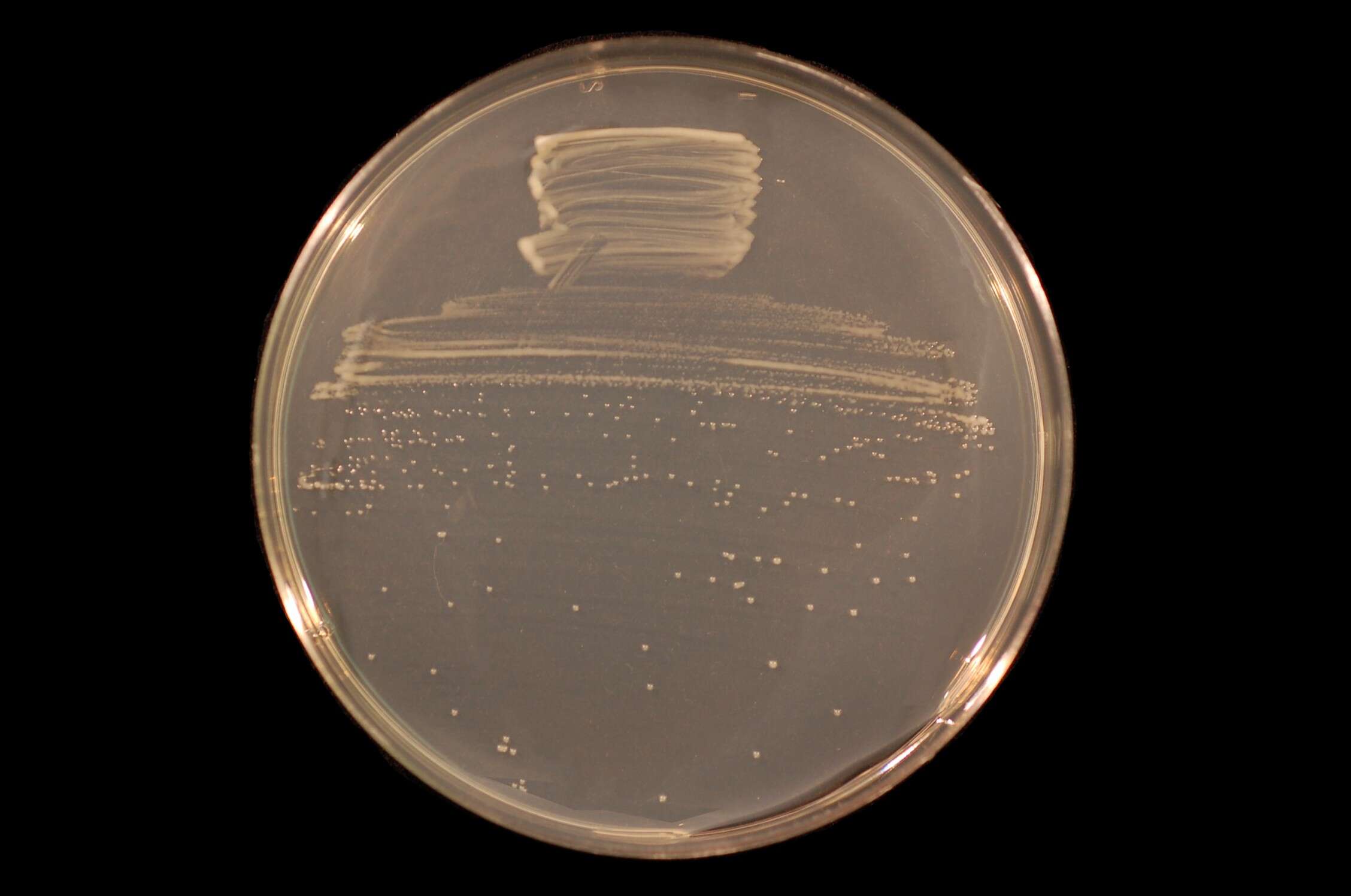 Image of Bradyrhizobium