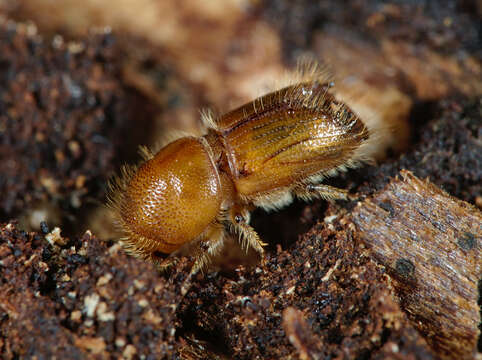 Image of european spruce bark beetle