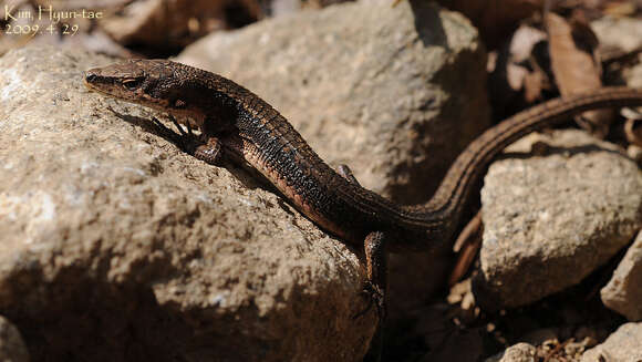 Image of Amur grass lizard