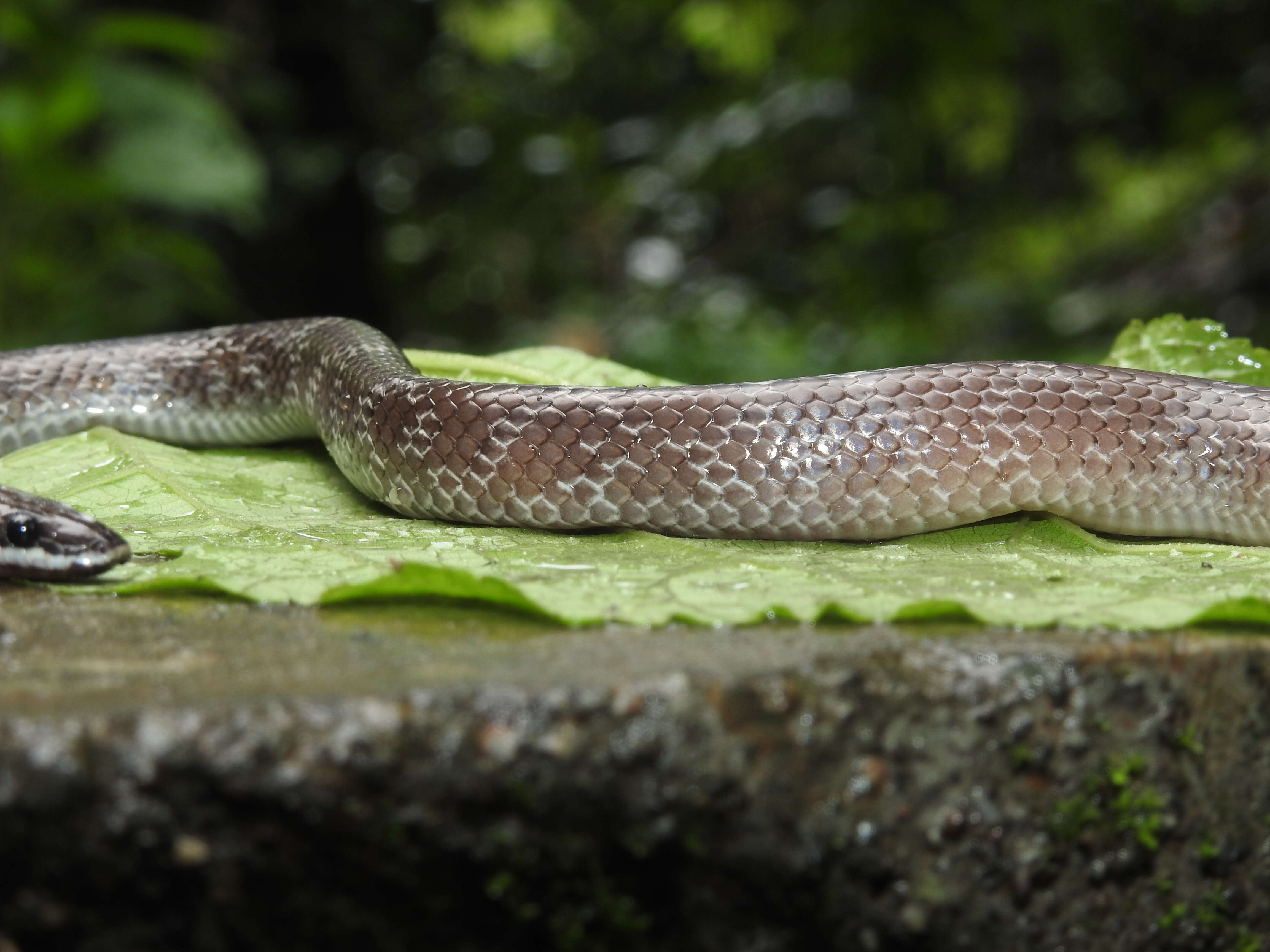 Image of Common Wolf Snake