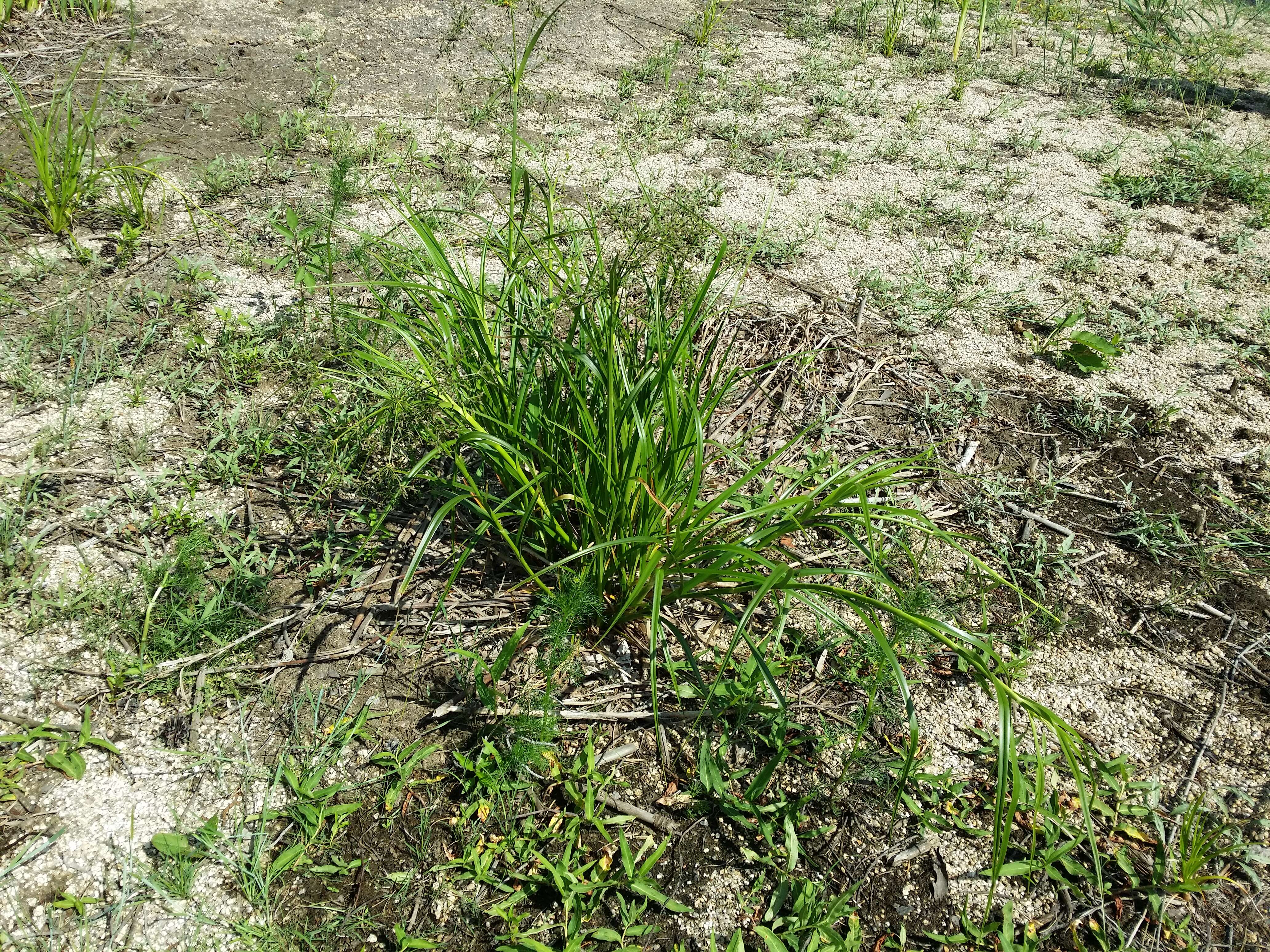 Image of Scirpus radicans Schkuhr