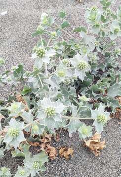 Image of sea-holly