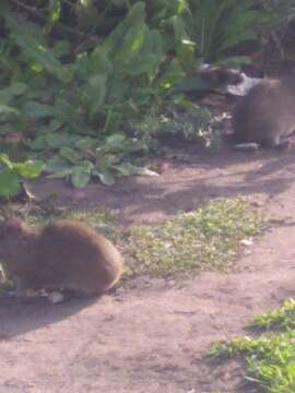 Image of Brazilian Guinea Pig